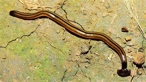 Killer worm. Things To Know About Killer worm. 